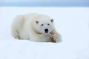 Subadult: Polar Bear - subadult resting along a barrier island