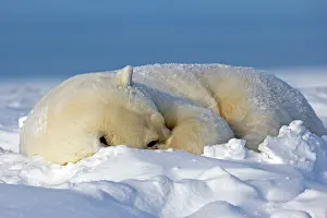 Subadult: Polar Bear - subadult resting along a barrier island