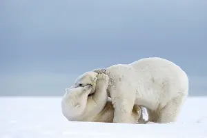 Subadults: Polar Bear - subadults playing