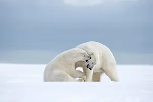 Subadults: Polar Bear - subadults playing