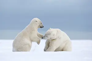 Subadults: Polar Bear - subadults playing