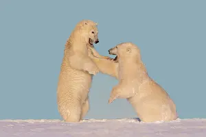 Subadults: Polar Bear - subadults playing