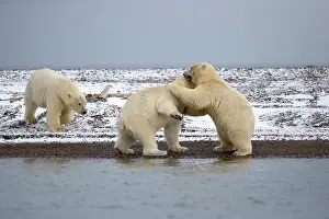Subadults: Polar Bear subadults playing Autumn