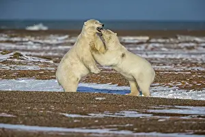 Subadults: Polar Bear subadults playing Autumn