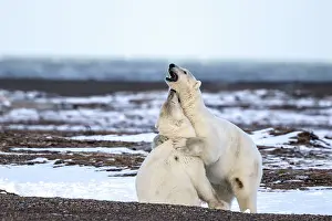 Subadults: Polar Bear subadults playing Autumn