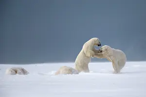 Subadults: Polar Bear subadults playing in the snow Autumn