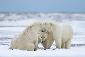 Subadults: Polar Bear subadults playing in the snow Autumn