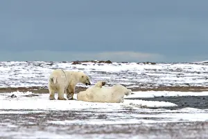 Subadults: Polar Bear subadults playing in the snow Autumn