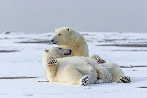 Subadults: Polar Bear subadults playing in the snow Autumn