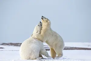 Subadults: Polar Bear subadults playing in the snow Autumn