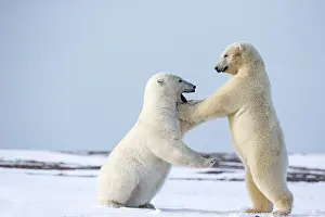 Subadults: Polar Bear subadults playing in the snow Autumn