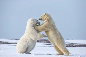 Subadults: Polar Bear subadults playing in the snow Autumn