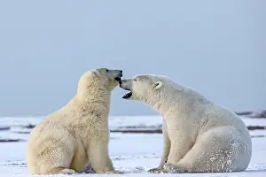 Subadults: Polar Bear subadults playing in the snow Autumn