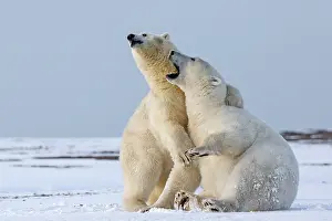 Subadults: Polar Bear subadults playing in the snow Autumn