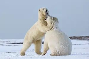 Subadults: Polar Bear subadults playing in the snow Autumn
