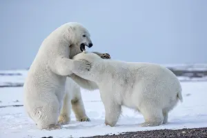 Subadults: Polar Bear subadults playing in the snow Autumn
