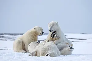 Subadults: Polar Bear subadults playing in the snow Autumn