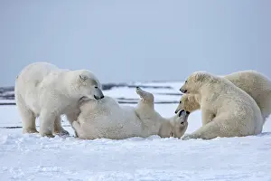 Subadults: Polar Bear subadults playing in the snow Autumn