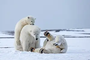 Subadults: Polar Bear subadults playing in the snow Autumn