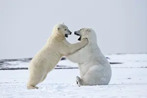 Subadults: Polar Bear subadults playing in the snow Autumn