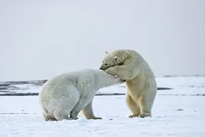 Subadults: Polar Bear subadults playing in the snow Autumn