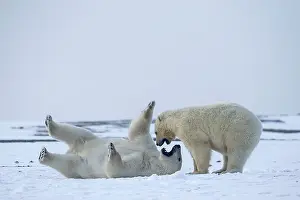 Subadults: Polar Bear subadults playing in the snow Autumn