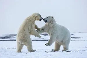 Subadults: Polar Bear subadults playing in the snow Autumn