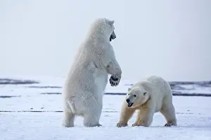 Subadults: Polar Bear subadults playing in the snow Autumn