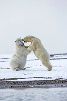 Subadults: Polar Bear subadults playing in the snow Autumn