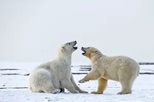 Subadults: Polar Bear subadults playing in the snow Autumn