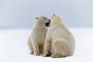 Subadults: Polar Bear subadults playing in the snow Autumn