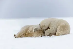 Subadults: Polar Bear subadults playing in the snow Autumn