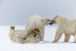 Subadults: Polar Bear subadults playing in the snow Autumn