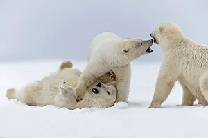 Subadults: Polar Bear subadults playing in the snow Autumn