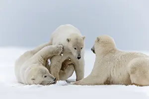 Subadults: Polar Bear subadults playing in the snow Autumn
