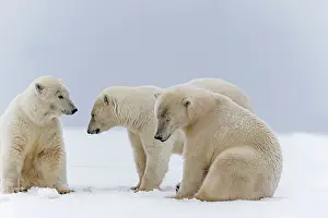 Subadults: Polar Bear subadults playing in the snow Autumn