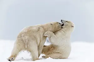 Subadults: Polar Bear subadults playing in the snow Autumn