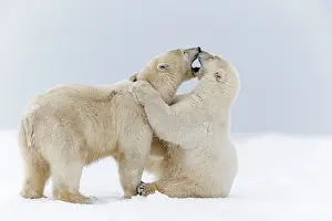 Subadults: Polar Bear subadults playing in the snow Autumn