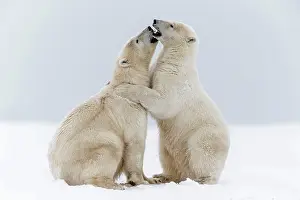 Subadults: Polar Bear subadults playing in the snow Autumn