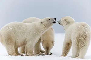 Subadults: Polar Bear subadults playing in the snow Autumn