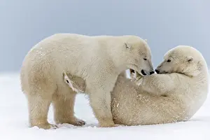 Subadults: Polar Bear subadults playing in the snow Autumn
