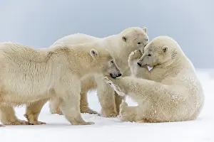Subadults: Polar Bear subadults playing in the snow Autumn