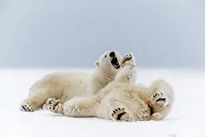 Subadults: Polar Bear subadults playing in the snow Autumn