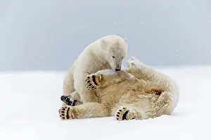 Subadults: Polar Bear subadults playing in the snow Autumn