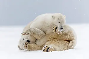 Subadults: Polar Bear subadults playing in the snow Autumn