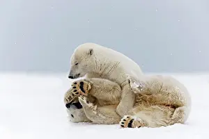 Subadults: Polar Bear subadults playing in the snow Autumn