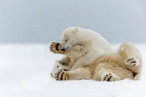 Subadults: Polar Bear subadults playing in the snow Autumn