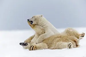 Subadults: Polar Bear subadults playing in the snow Autumn