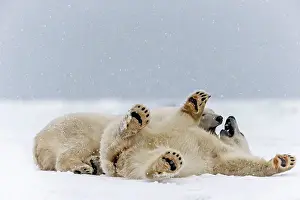 Subadults: Polar Bear subadults playing in the snow Autumn