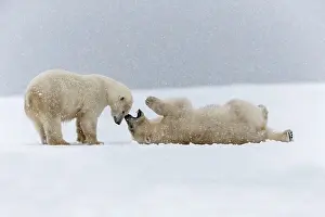 Subadults: Polar Bear subadults playing in the snow Autumn
